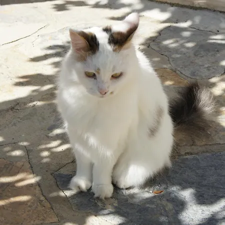 Mandalina Apartamento Turgutreis